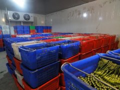蔬菜批發(fā)市場建冷庫，建多大合適