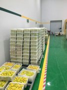 山東3000噸水果保鮮庫安裝造價預算多少？