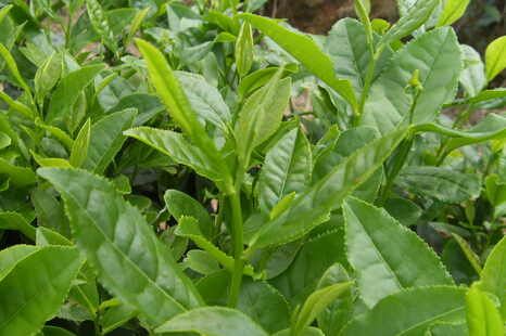 茶葉冷庫